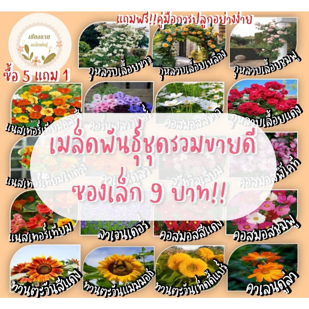 เมล็ดพันธุ์ชุดรวมขายดี ซองเล็กราคา 9 บาท ซื้อ 5 แถม 1 ปลูกง่าย โตไว อัตราการงอกสูง