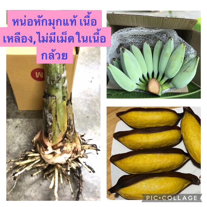 หน่อกล้วยหักมุก พันธุ์แท้ ?%ไม่มีเมล็ด ในเนื้อกล้วย ,ผลสีนวล ,เนื้อเหลือง ( พันธ์ุแท้ หายาก ) (ขุดสด ตามออเดอร์)พร้อมส่ง