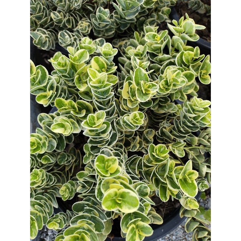 มหาเฮงด่าง หีบไม้งามด่าง Boxwood beauty Carissa macrocarpa