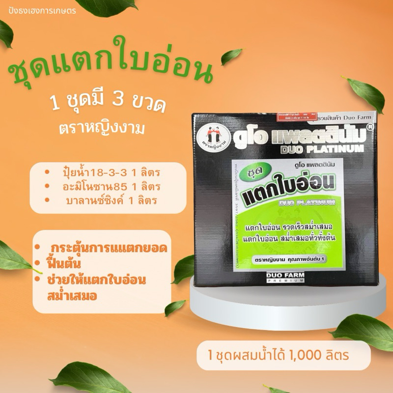 ชุดแตกใบอ่อน ตราหญิงงาม ช่วยให้แตกใบอ่อนสม่ำเสมอทั่วทั้งต้น ฟื้นต้น