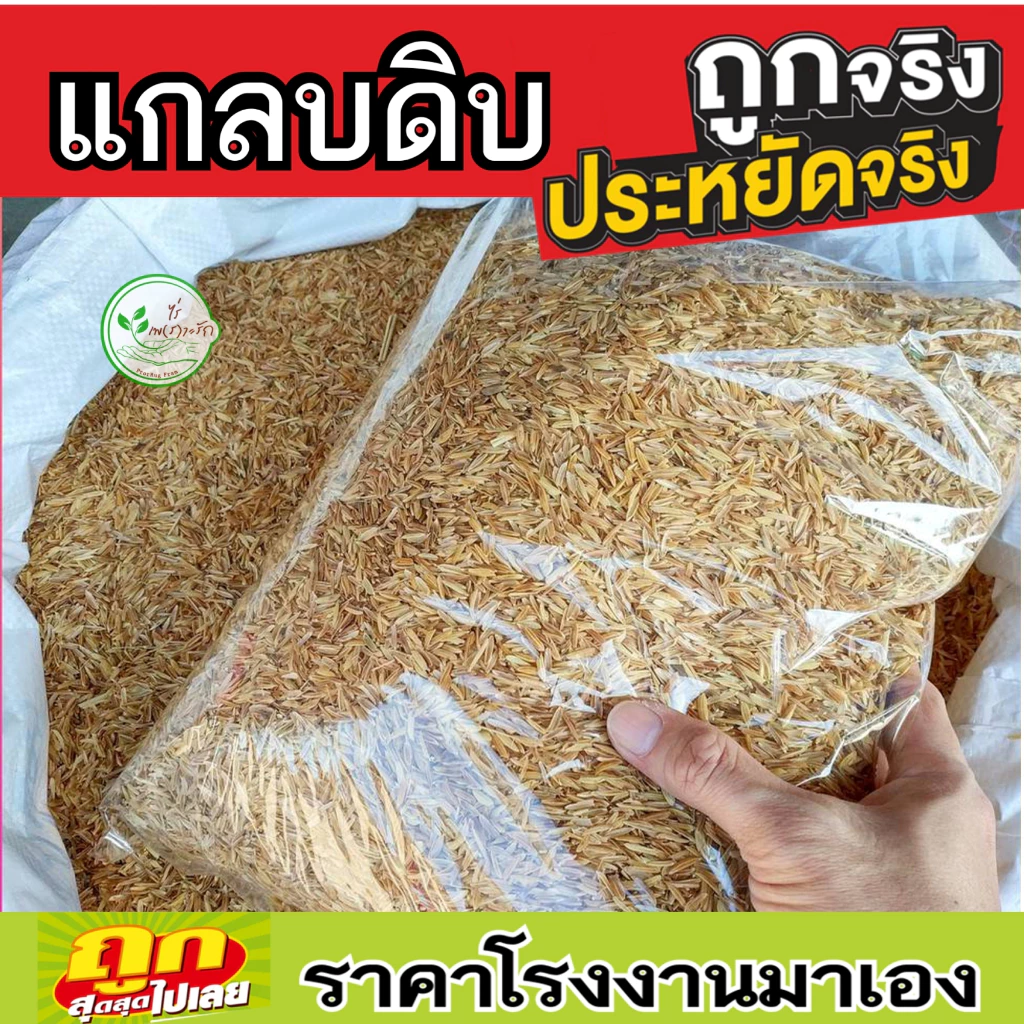 แกลบ แกลบดิบ 1 กิโล แกลบแห้ง สะอาด ช่วยอุ้มน้ำรักษาความชุ่มชื้นในดินผสมดินปลูกให้ร่วนซุย โรงงานขายเองของดีราคาถูกชัว