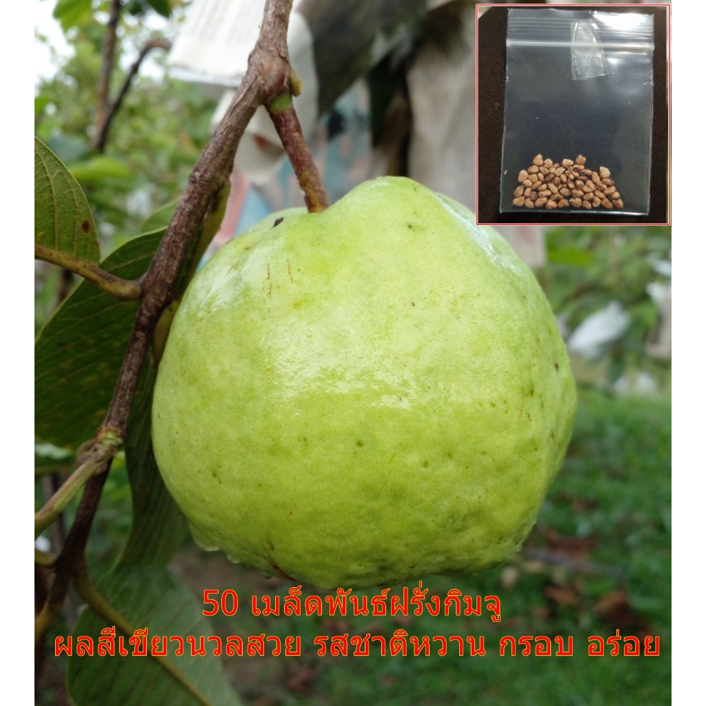 50 เมล็ดพันธ์ฝรั่งกิมจู ผลสีเขียวนวลสวย รสชาติหวาน กรอบ อร่อย