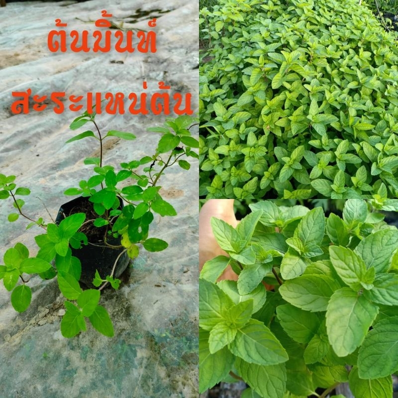 ต้นมิ้นท์ หรือสะระแหน่ต้น  ชำในถุงดำ 5.5 นิ้ว ต้นมิ้นท์ ต้นเปปเปอร์มิ้นท์