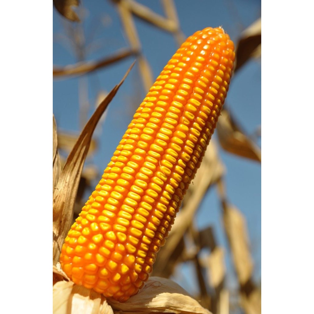 เอสทีม บิ๊กบอม ลมเบ่ง 10-0-42 + MgO,Zn ขนาด 1 ก.ก. เพิ่มแป้ง น้ำหนัก พืชลงหัวทุกชนิด สร้างความหวาน - รูปที่ 6