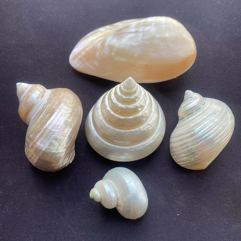 หอยขัดเงาสำหรับงานศิลปะเปลือกหอย DIY และของตกแต่งบ้าน POLISHED seashells