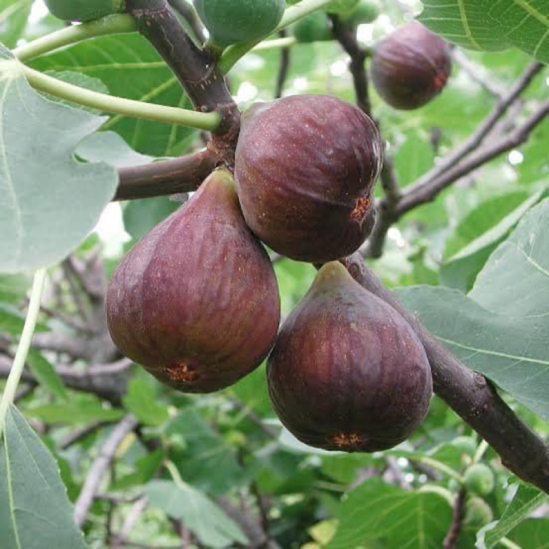 🍐ต้นมะเดื่อแบล็คอิสราเอลแท้100%🫐บราวน์ตุรกี/brown turkey figs tree small size