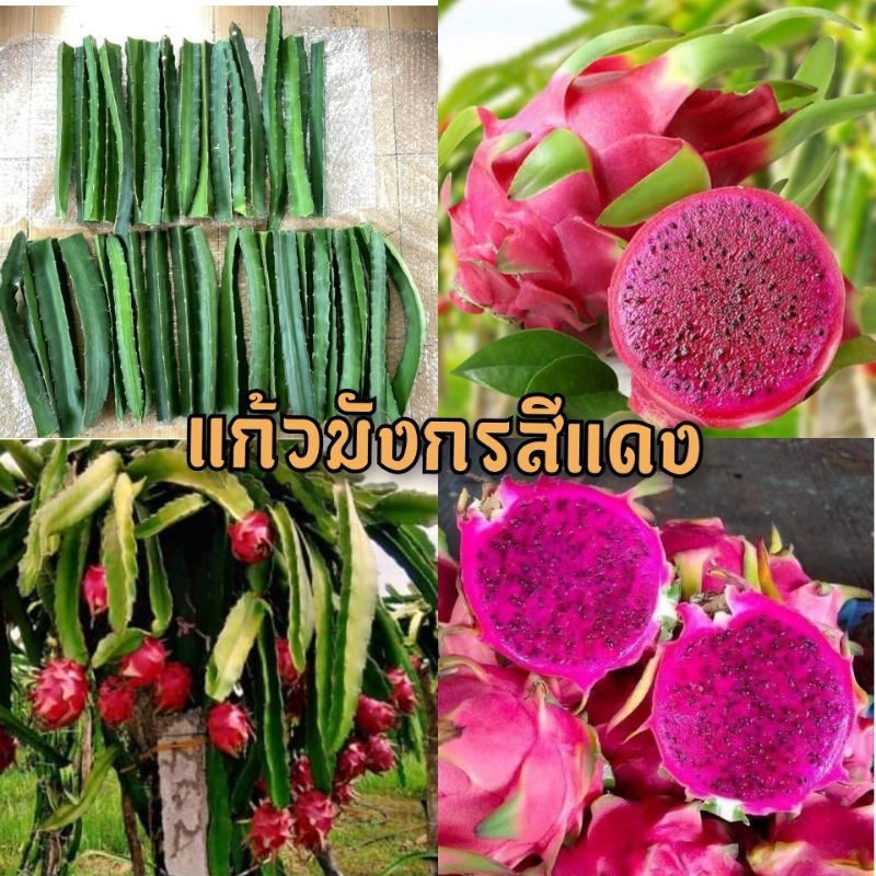 กิ่งพันธุ์แก้วมังกรแดงทับทิม ติดลูกดก กิ่งยาว25-30ซ.ม. (ชุด 5 ท่อน 59 บาท) ซื้อ3ชุด แถมฟรี 1 ชุด