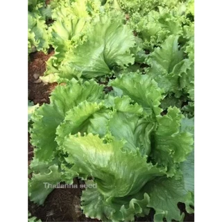 เมล็ดพันธุ์ผักสลัด สลัดแก้ว พันธุ์อลิซ ( ขนาด 0.5 กรัม ) ( เมล็ดเปลือย ) รหัสสินค้า 3025