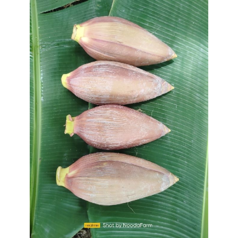 หัวปลี หัวปลีกล้วยตานี4หัว55บาท