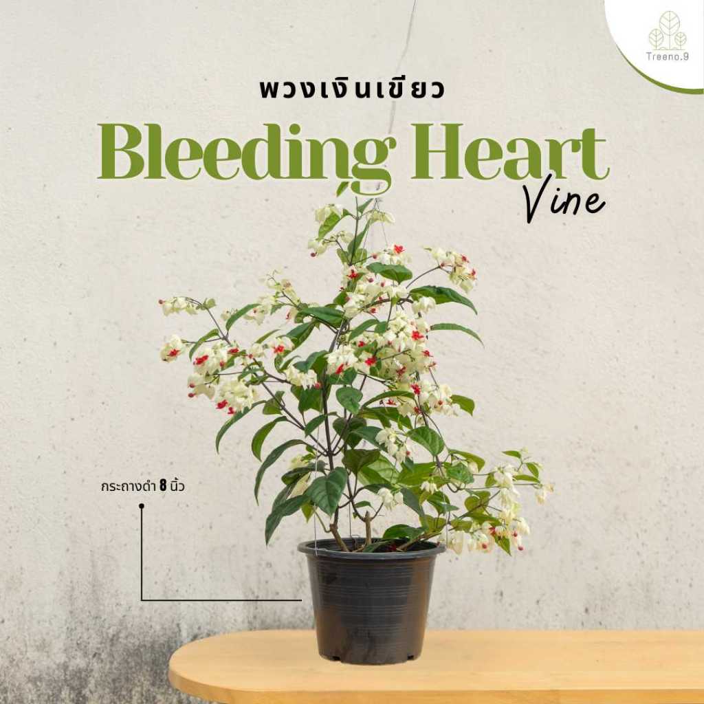 Treeno.9 T254  พวงเงิน Bag Flowers ไม้ประดับอายุยืน ออกดอกตลอดทั้งปี ไม้มงคลความหมายดี พร้อมที่แขวนกระถาง 8 นิ้ว