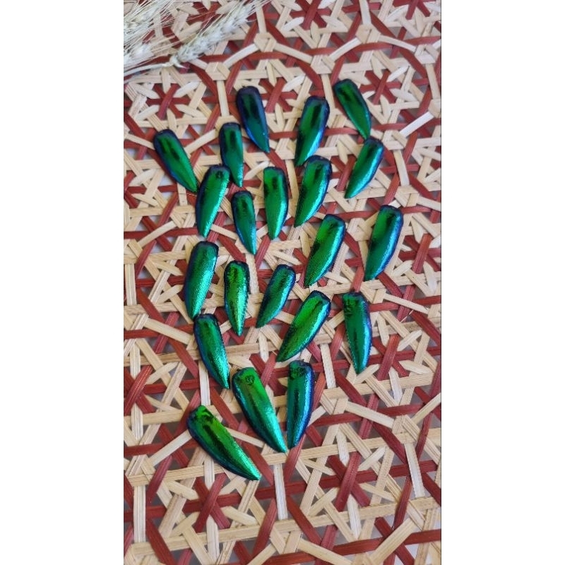 ปีกแมลงทับ Jewel Beetle Wings ทำเครื่องประดับ ปักชุด