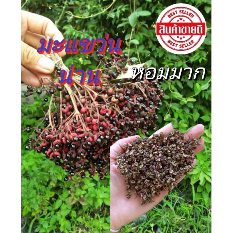 มะแขว่น มะแขว่นหอม สดใหม่จากต้น หอมมากๆ 200กรัม (ตอนเมล็ดดิบ)
