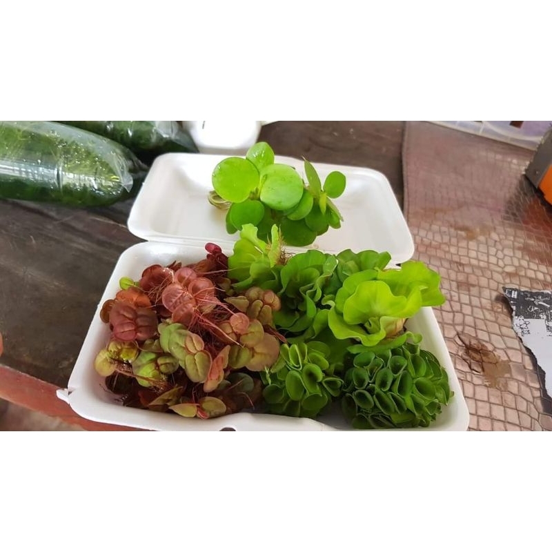 พืชน้ำรวม1กล่องประกอบด้วยจอกเขียวญี่ปุ่น 1 จอกแดงญี่ปุ่น1ตระกร้าจอกหูหนู 5ก้อนจอกกุหลาบ5ดอกใช้ประดับอ่างปลาสวยงามแต่งสวน
