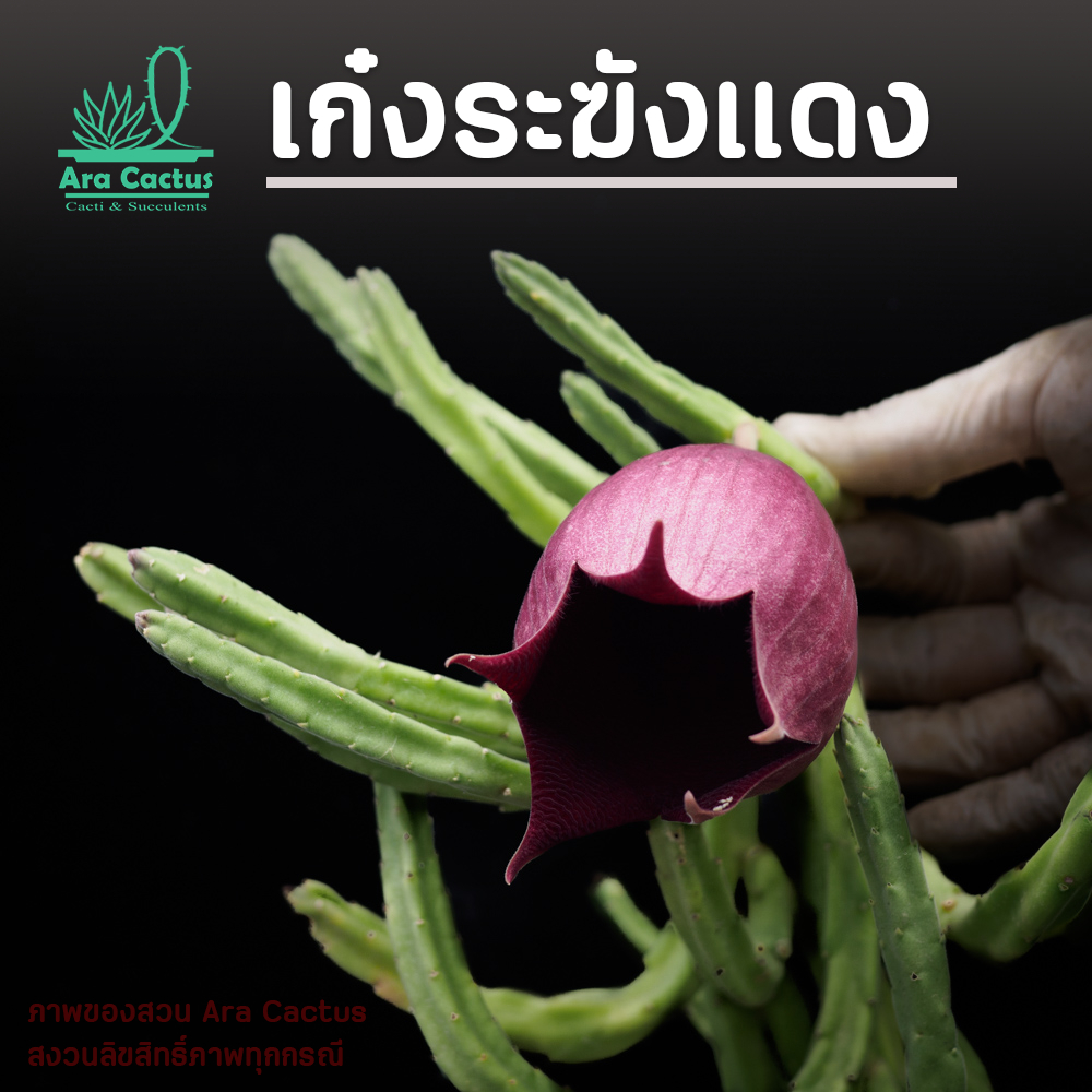 สวนขายเอง! เก๋งระฆังแดง Red Bell ตัวดั้งเดิม Stapelia leendertziae แคคตัส ต้นไม้ประดับ อวบน้ำ ไม้ฟอกอากาศ กระบองเพชร