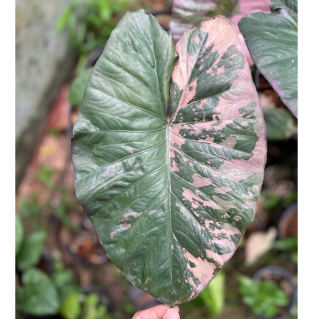 Alocasia serendipity variegated เซเรนดิพิตี้ แบ่งขายไข่