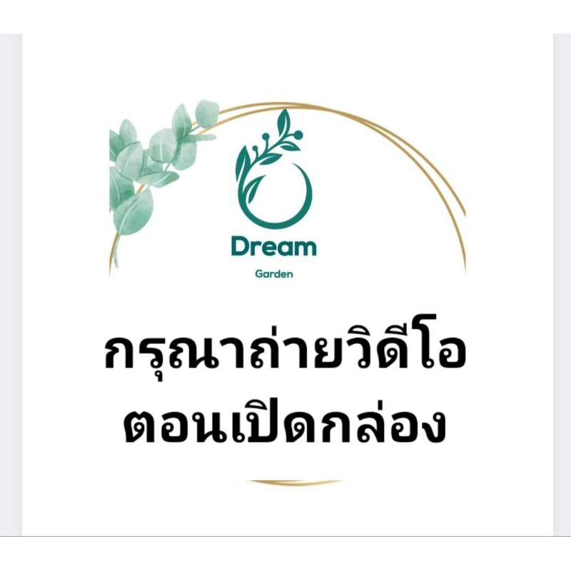 เฮลิโคเนีย ชื่อ (รอลินเลียน่า)🌷🌷Heliconia - รูปที่ 7