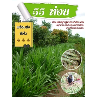 ท่อนพันธุ์หญ้าหวานอิสราเอล 55 ท่อน บ้านสวนพร้อมพงศ์