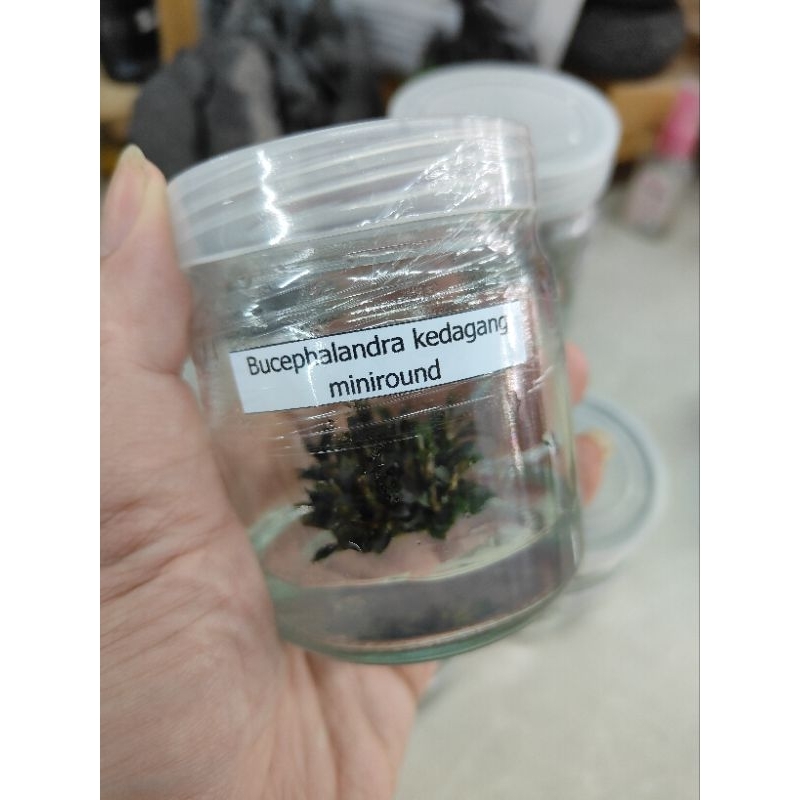 พร้อมจำหน่าย bucephalandra เนื้อเยื้อ #ต้นไม้น้ำ #บูเซป