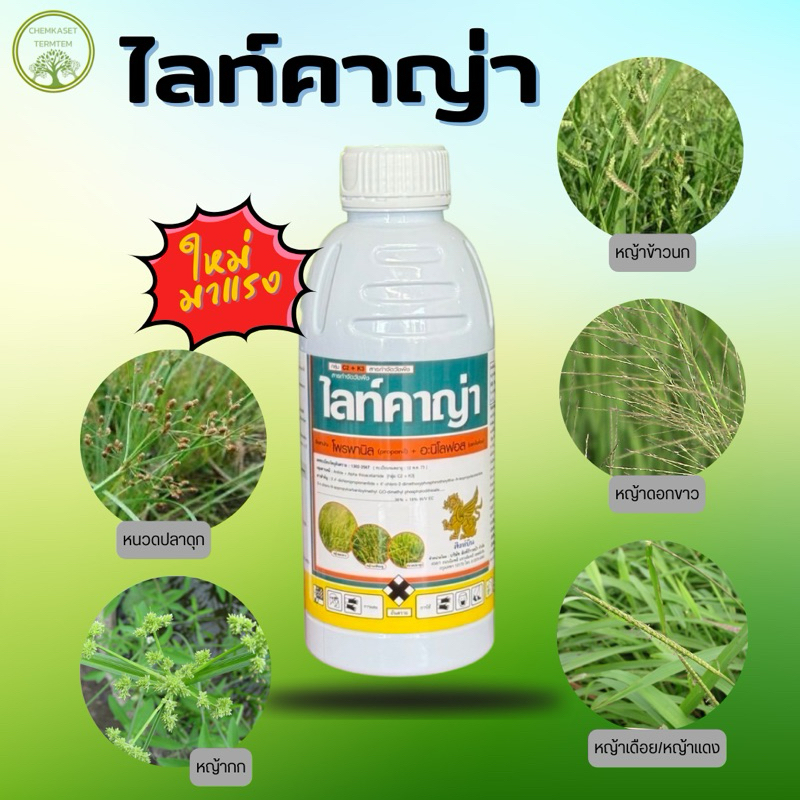 ไลท์คาญ่า 1 ลิตร ฆ่าหญ้าในนาข้าว หญ้าข้าวนก หญ้าเดือย หญ้าแดง โสน ผักปอด หนวดปลาดุก  กกขนาก