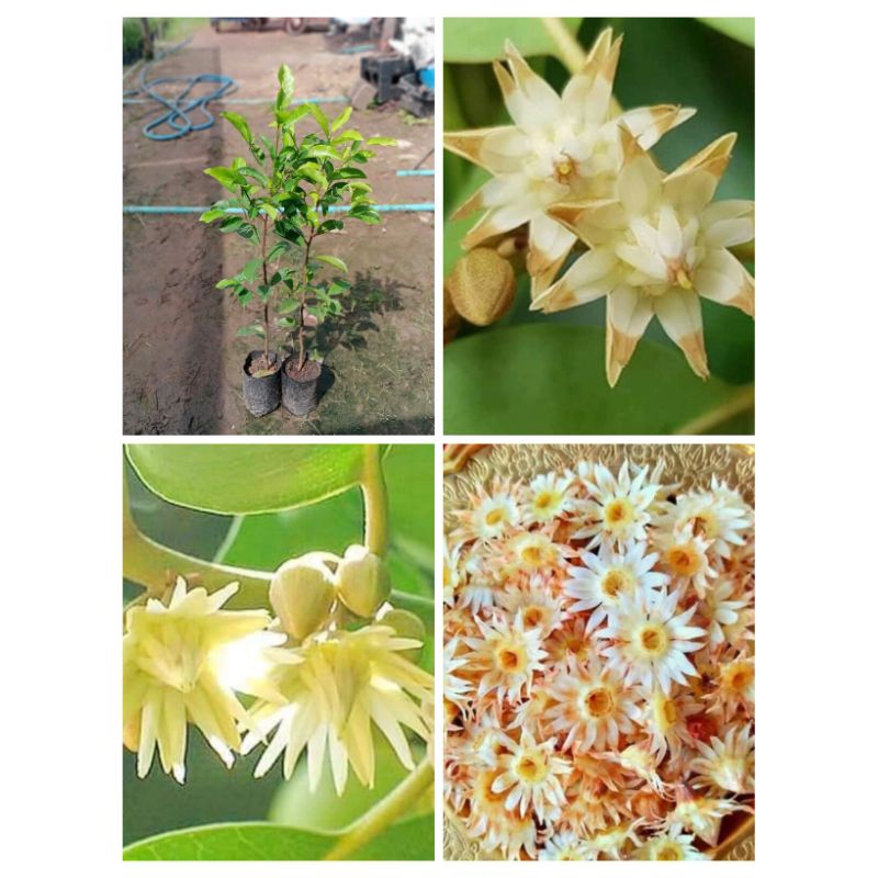 ต้นพิกุลทอง #สูง 50-60 cm 2 ต้น 129 บาท