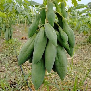 เมล็ดมะละกอพันธุ์แก้วกลางดง 10 กรัม จำนวน 500 - 600 เมล็ด