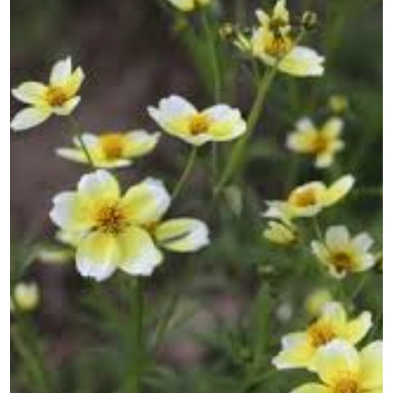 bidens winter cosmos ต้นไบเด้นวินเทอร์คอสมอส