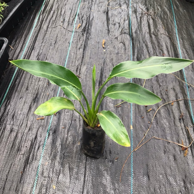 Strelitzia reginae ต้นไม้เบิร์ด ถุง 2 นิ้ว สูง 12-15 ซม. พร้อมส่งง