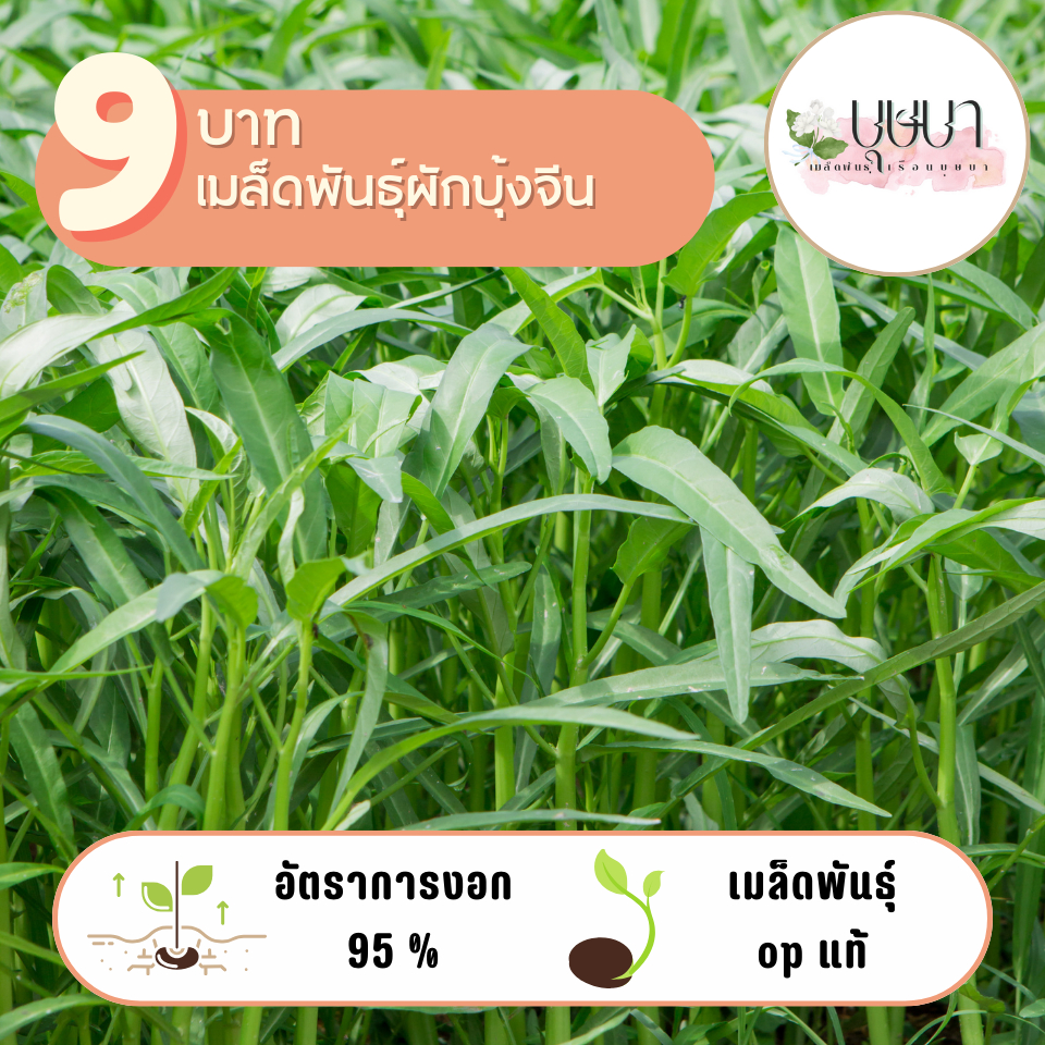 ผักบุ้งจีน 9บาท 400 เมล็ด