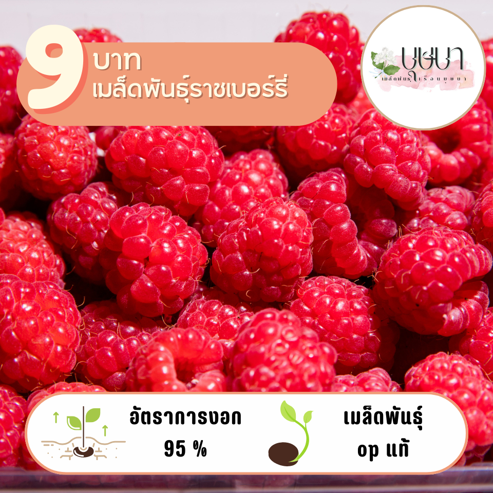 ราสเบอร์รี่แดง 9บาท 10เมล็ด