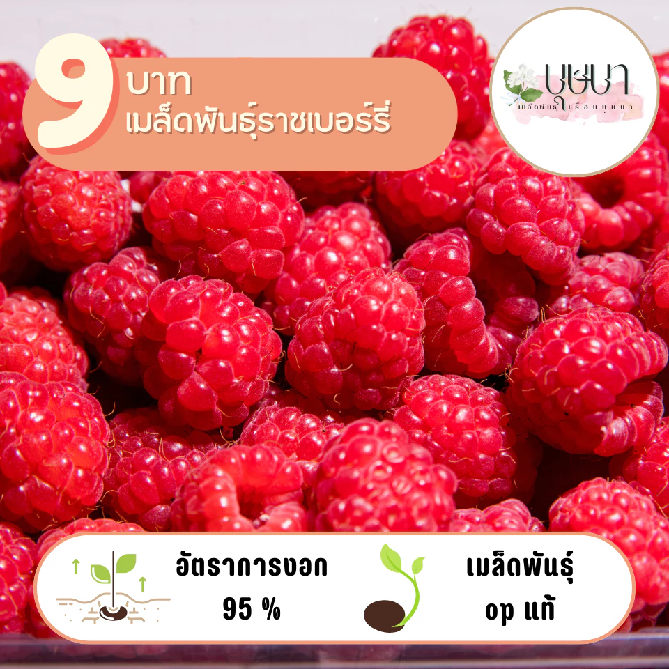 ราสเบอร์รี่แดง 9บาท 10เมล็ด