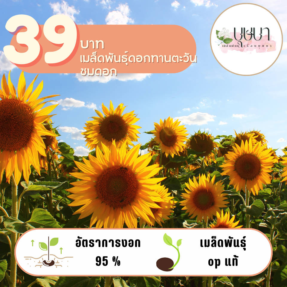 ทานตะวันชมดอก 39บาท 300เมล็ด