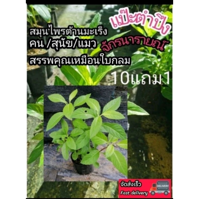 ต้นแป๊ะตำปึง ต้นจักรนารายณ์ ต้นไม้สมุนไพร อภัยภูเบศน์ ตำรับยาโบราณ รักษา ป้องกัน มะเร็ง ผักสวนครัว สมุนไพรไทย ฟอกอากาศ