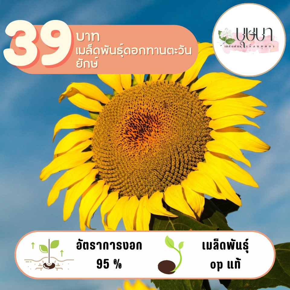 ทานตะวันยักษ์ 39บาท 100เมล็ด