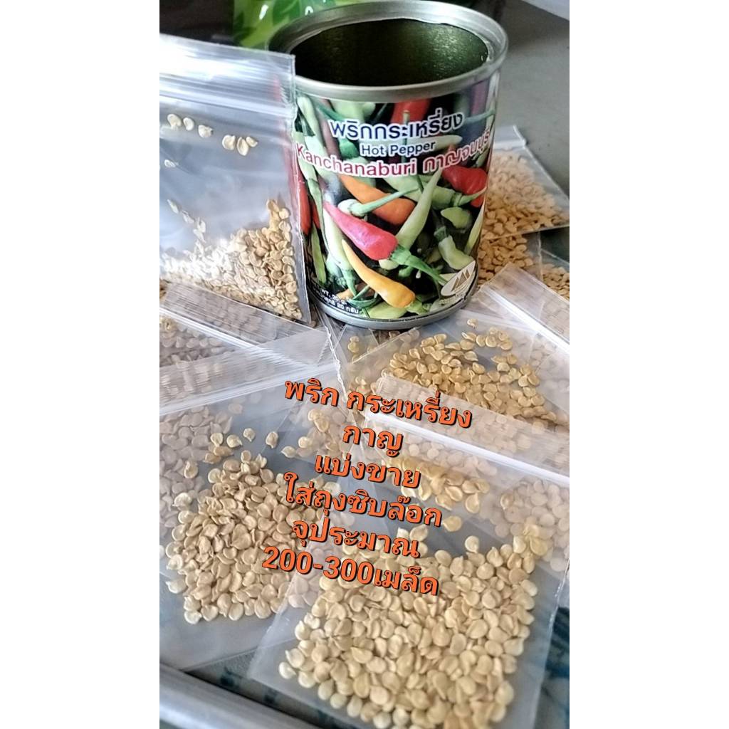 พริก กะเหรี่ยงกาญจนบุรี ของแท้ มีรสชาตเผ็ด พริกกะเหรียง ***แบ่งขาย บรรจุในถุงซิบล๊อก***อัตราการงอกดี บรรจุ200-300 เมล็ด