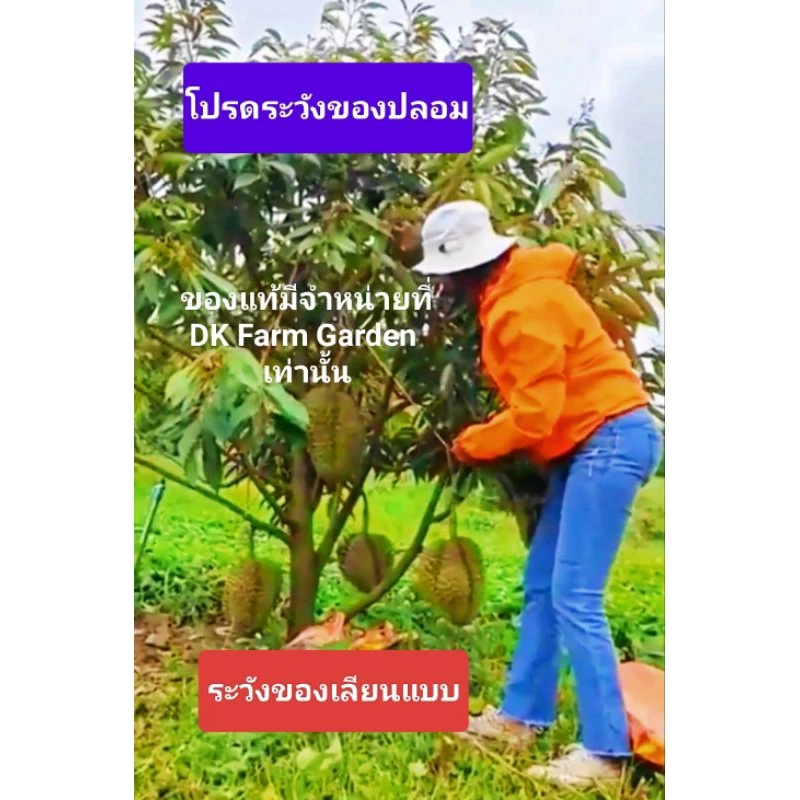 🌲หมอนทองต้นเตี้ย🌲หมอนทองพันธุ์เตี้ย🏆สายพันธุ์แท้กิ่งกระโดงถุงใหญ่สูง1เมตร📣ติดผลไวใน2ปี🤟เนื้อดีมาก🌲ระวังของปลอม🚧