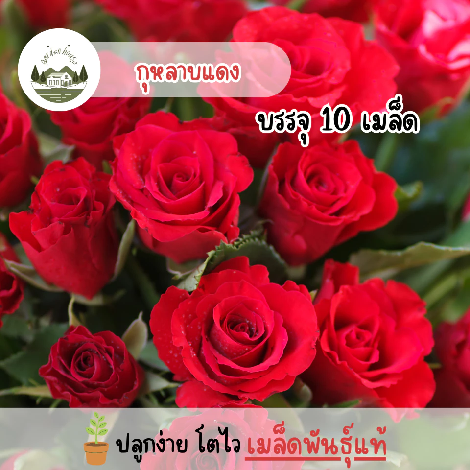 กุหลาบสีแดง 10 เมล็ด