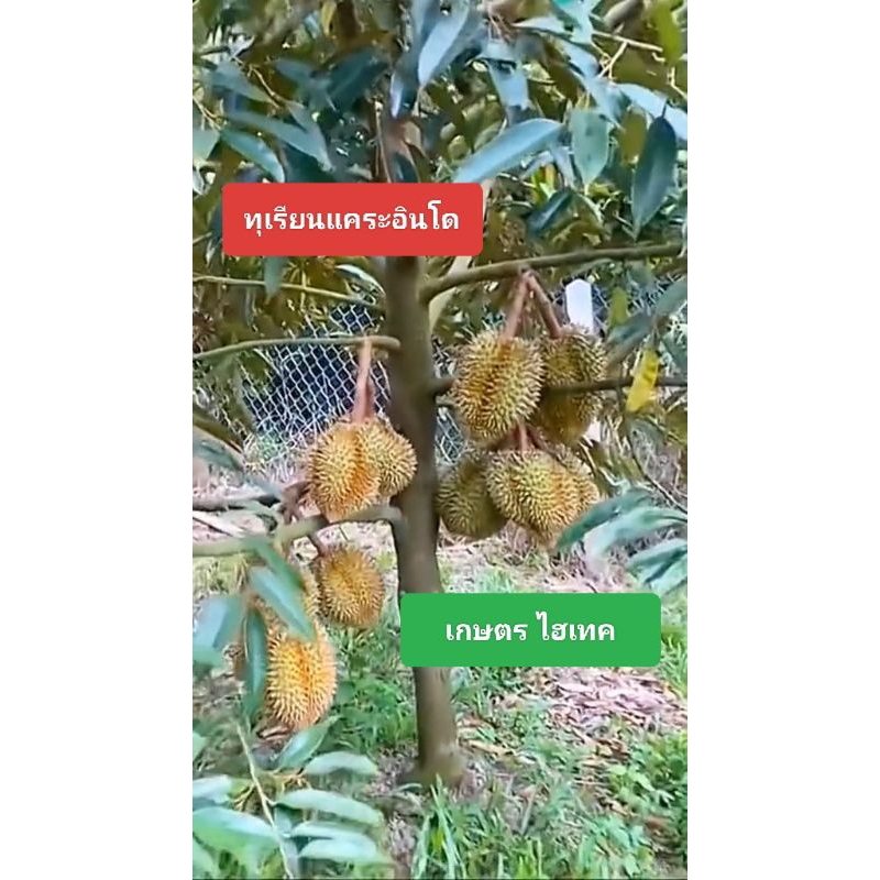 ทุเรียน​แคระ​อินโด​สายพันธุ์​ดี​สายพันธุ์​แท้​ติด​ผล​ไว​ใน​2ปี ต้นไม่สูง ออกผลไว ดูแลง่าย ต้นเสียบยอด พร้อมปลูก