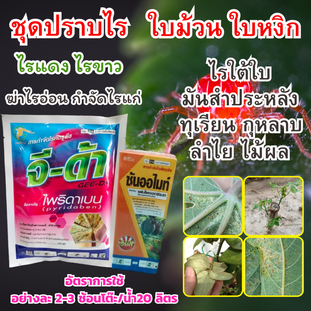 กำจัดไรแดง ไรขาว ใบม้วน ใบหงิก ใบกูด มันสำประหลัง ทุเรียนไม้ผล ซันออไมท์+จีด้า ชุดปราบไร ใบม้วน ใบงอ