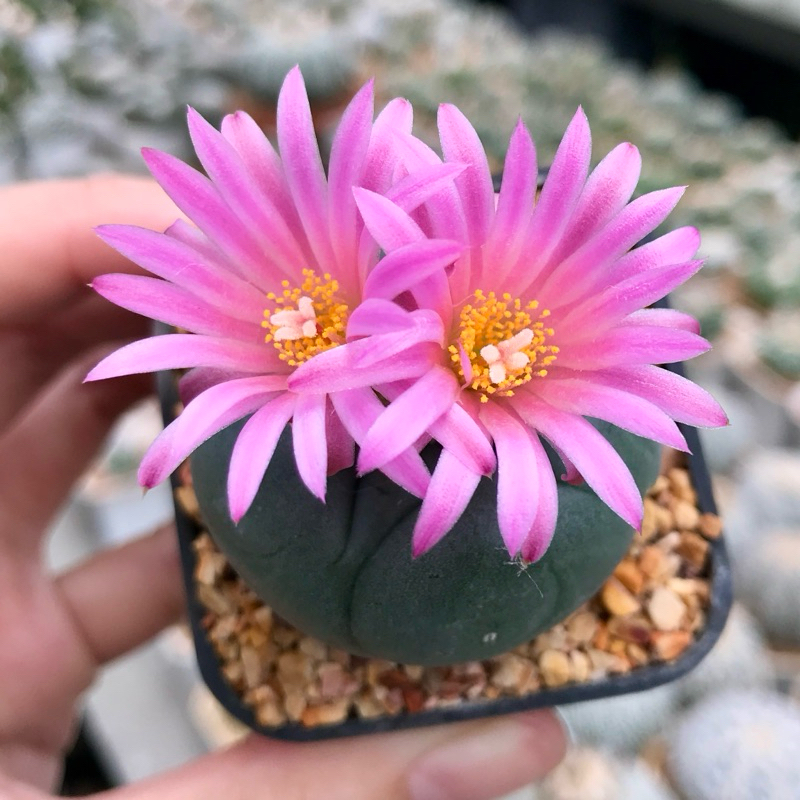 โลโฟวิลเลี่ยมชิอาย Lophophora williamsii เคยให้ดอกแล้ว