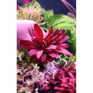แซลม่อนแดง (Samolus Parviflorus)