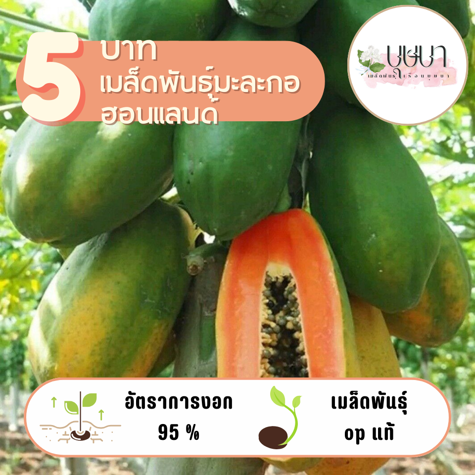 มะละกอฮอลแลนด์ 10 เมล็ด 5 บาท