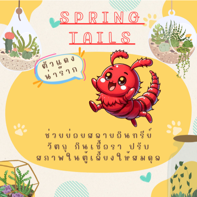 แม่บ้านชุดแดง กำจัดเชื้อรา
