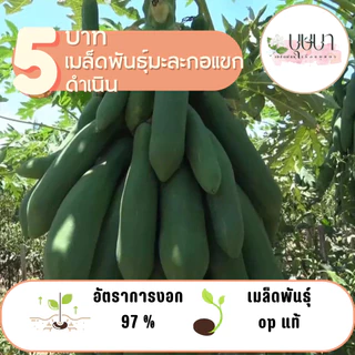 มะละกอแขกดำเนิน 10 เมล็ด 5 บาท