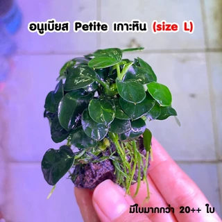 อนูเบียส​เกาะหิน​ (Anubias​) ต้นไม้น้ำ ไม้น้ำตู้ปลา ​ ***กรุณาอ่านรายละเอียดก่อนสั่งซื้อ***