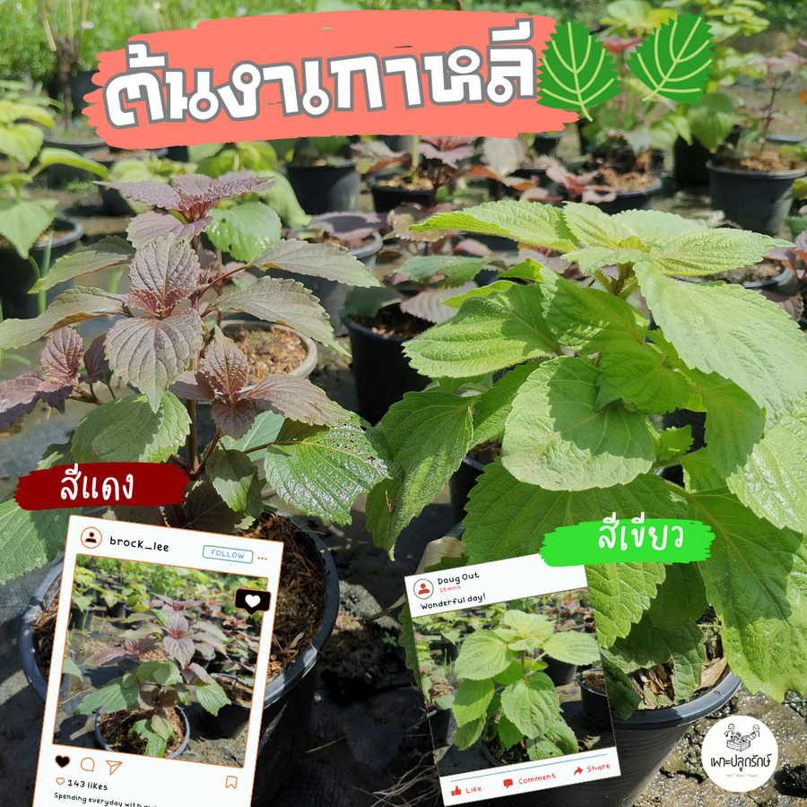 ต้นใบงาเกาหลี สีเขียว/สีแดง ต้นแข็งแรง #ทานคู่หมูย่าง  #H27