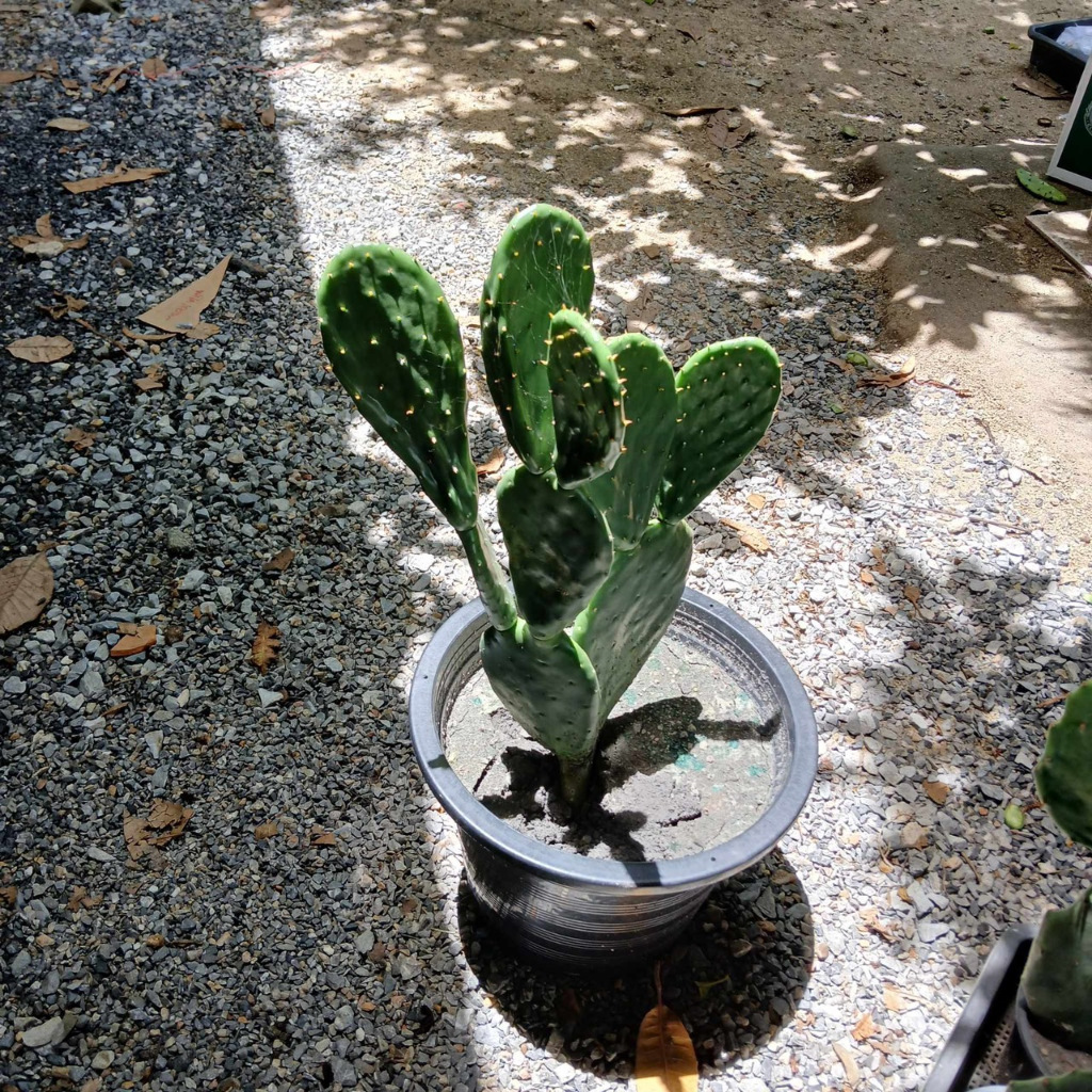 โอพันเทีย ฟิคัสอินดิกา Opuntia ficus indica ทานผลทานใบ กินได้ค่ะ กระบองเพชรกินได้ (แพดตัดสด) พร้อมส่