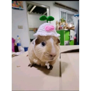 หมวกแกสบี้ แพรี่ด็อก กระต่ายแคระ🦫🐹🐇