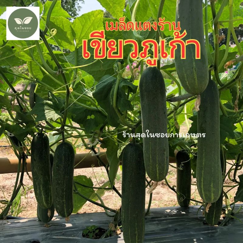 แตงร้านเขียวภูเก้า  แตงร้านผลดก พร้อมส่ง - รูปที่ 2