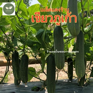 แตงร้านเขียวภูเก้า แตงร้านผลดก พร้อมส่ง