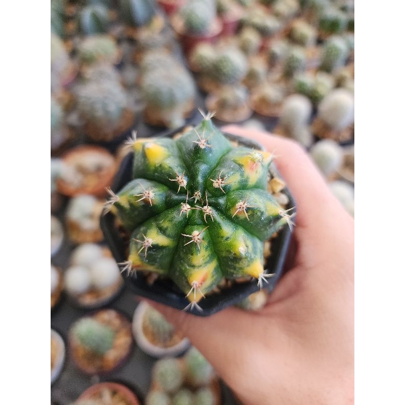 กระบองเพชร แคคตัส Gymnocalycium f. Variegata ยิมโนด่าง